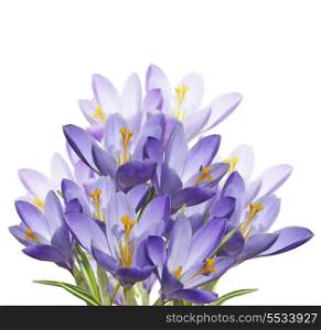 Spring Crocus Flowers Isolated On White Background