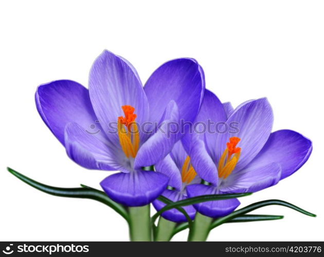 spring crocus flowers over white background