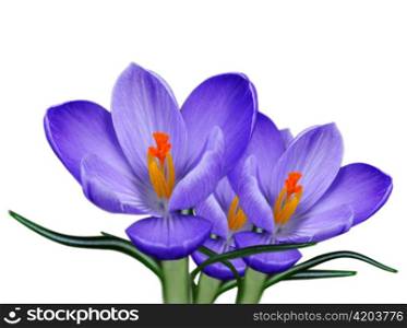 spring crocus flowers over white background