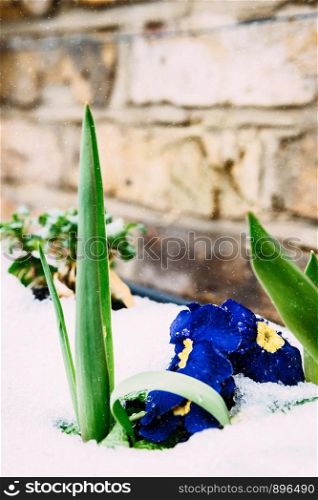 Spring crocus in the snow, climate change concept.. Spring crocus in the snow, climate change concept