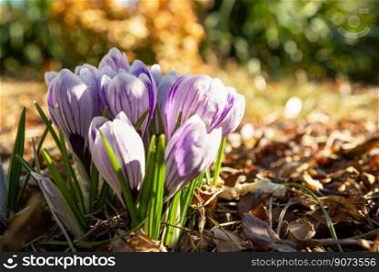 Spring crocuses in the garden and blurred background, sunny day