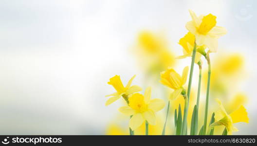 spring daffodils in garden on blue bokeh background banner. spring daffodils in garden