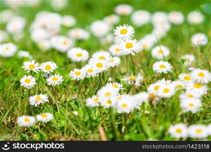 Spring Daisy. Beautiful meadow. Summer background