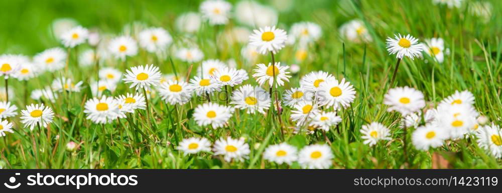 Spring Daisy. Beautiful meadow. Summer background