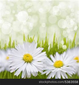 Spring daisy field. Easter card background.