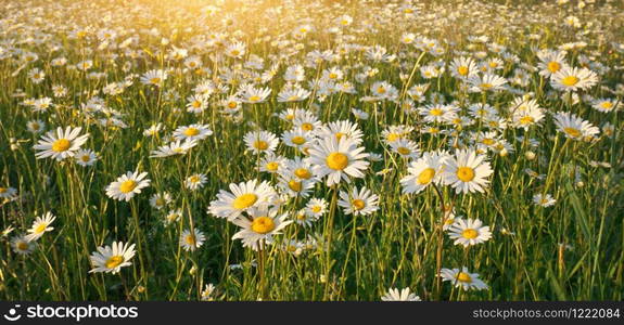 Spring daisy flowers in meadow. Beautiful landscapes.