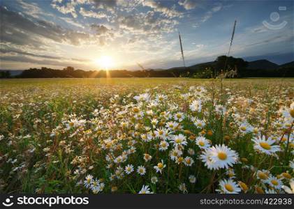 Spring daisy flowers in meadow. Beautiful landscapes.