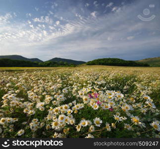 Spring daisy flowers in meadow. Beautiful landscapes.