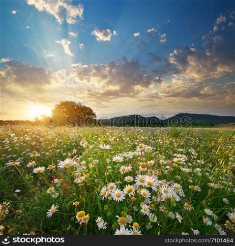 Spring daisy flowers in meadow. Beautiful landscapes.