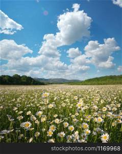 Spring daisy flowers in mountain meadow. Beautiful landscapes.