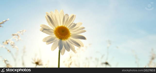 Spring daisy portrait and sunshine. Nature composition.