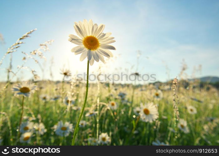 Spring daisy portrait and sunshine. Nature composition.