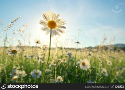 Spring daisy portrait and sunshine. Nature composition.