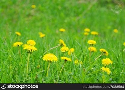 spring dandelion in green grass