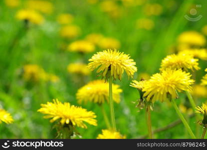 spring dandelion in green grass