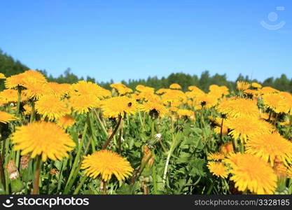 spring dandelions