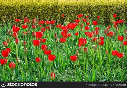 Spring day. Red colored Tulips at full bloom.