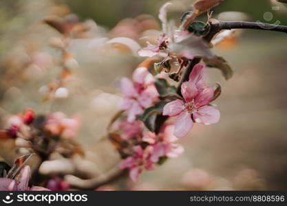 Spring easter pink flowers of cherry blossom on garden natural background. Blooming view. Flowering, opening petals on branches tree. High quality photo. Spring easter pink flowers of cherry blossom on garden natural background. Blooming view. Flowering, opening petals on branches tree.