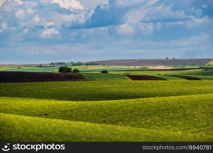 Spring evening view with rapeseed yellow blooming fields in sunlight with cloud shadows. Natural seasonal, good weather, climate, eco, farming, countryside beauty concept.