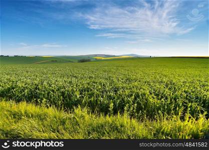 Spring farmland on hills of South Moravia. Czech green and yellow spring fields. Rural agriculture scene