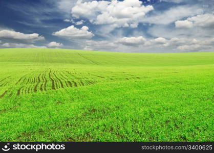 spring field and the blue sky