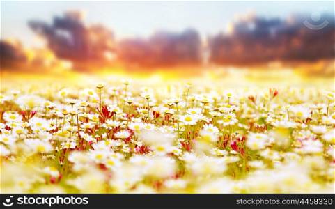 Spring field of white fresh daisies, natural panoramic landscape over sunset sky background