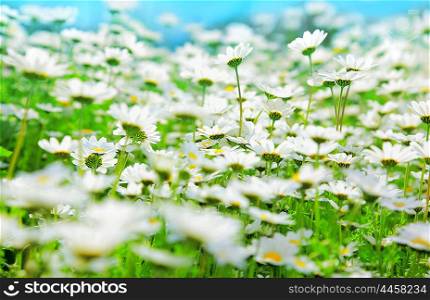 Spring field of white fresh daisies over blue sky, natural landscape