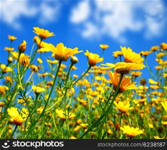 Spring field of yellow fresh daisies over blue sky, nature at summertime