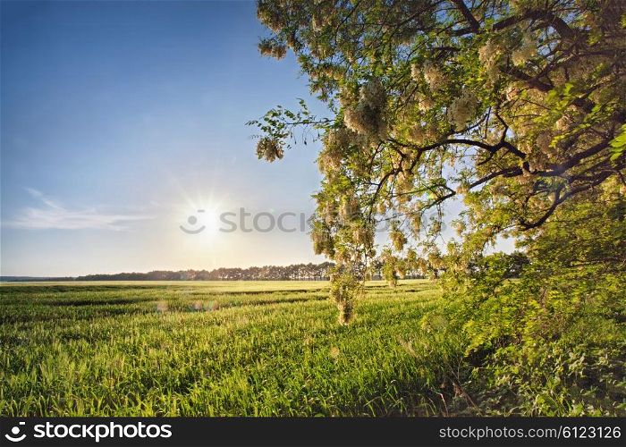 Spring field with blooming acacia trees. Sunny spring day. Ukraine