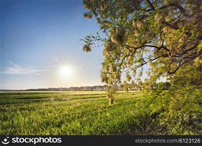 Spring field with blooming acacia trees. Sunny spring day. Ukraine