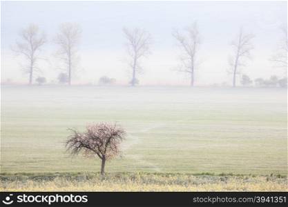 Spring fields at foggy morning