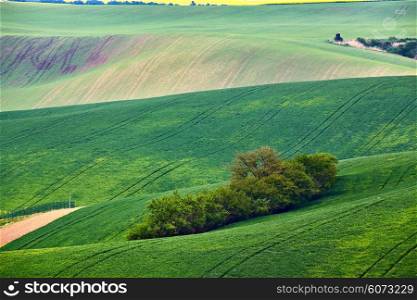 Spring fields. Green waves. Moravia hills.