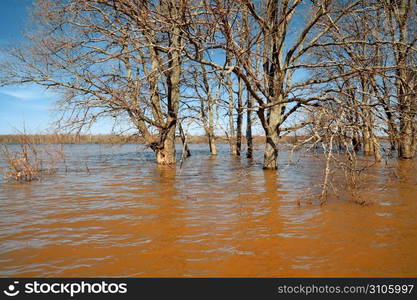 spring flood in oak wood