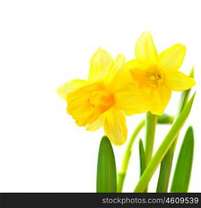 Spring floral border, beautiful fresh narcissus flowers, yellow plant isolated over white background, Easter decoration