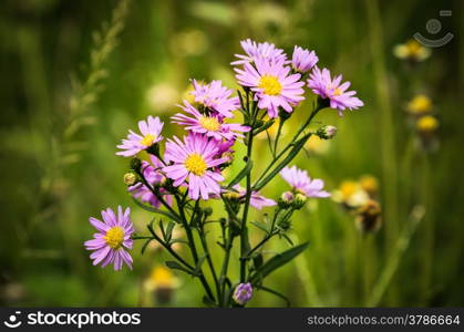 Spring Flower