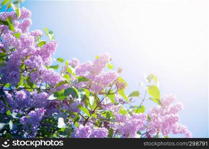 Spring flower, a branch of lilac.