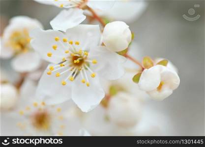 Spring flower and bud on tree. Composition of nature.