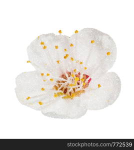 Spring flower apple blossoms bloomed isolated on white, way in path. illustration point style.. Spring flower apple blossoms bloomed isolated on white, way in path. illustration point style