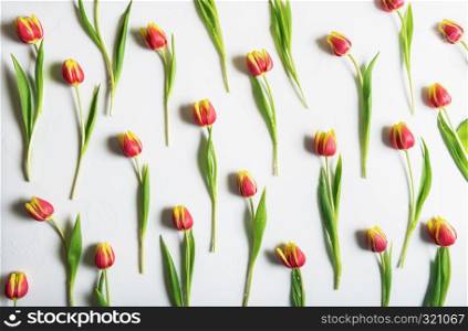 Spring flower background with red and yellow tulips, sprinkled with water and displayed symmetrically on a white table. Above view.