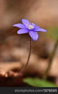 Spring flower. Beautiful blooming first small flowers in the forest. Hepatica. (Hepatica nobilis)