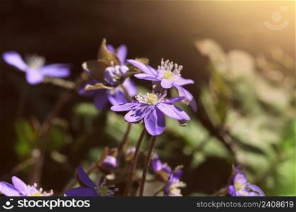 Spring flower. Beautiful blooming first small flowers in the forest. Hepatica. Hepatica nobilis .. Spring flower. Beautiful blooming first small flowers in the forest. Hepatica. Hepatica nobilis
