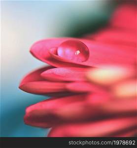 Spring flower. Beautiful macro shot of water droplets. Natural colored background.