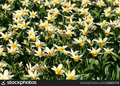 spring flower beautiful nature background