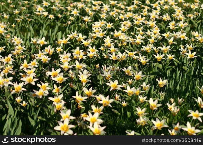 spring flower beautiful nature background