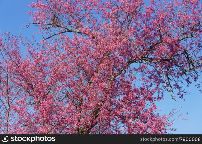 Spring flower, beautiful nature with sakura bloom in vibrant pink, cherry blossom is special of Dalat, Vietnam, blossom in springtime, amazing old tree, nice view, up to sky make abstract background