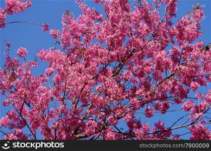 Spring flower, beautiful nature with sakura bloom in vibrant pink, cherry blossom is special of Dalat, Vietnam, blossom in springtime, amazing old tree, nice view, up to sky make abstract background