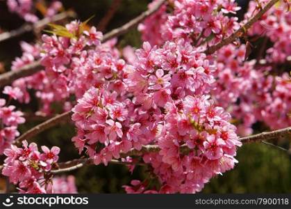 Spring flower, beautiful nature with sakura bloom in vibrant pink, cherry blossom is special of Dalat, Vietnam, blossom in springtime, amazing old tree, nice view, up to sky make abstract background