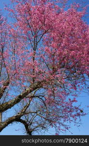 Spring flower, beautiful nature with sakura bloom in vibrant pink, cherry blossom is special of Dalat, Vietnam, blossom in springtime, amazing old tree, nice view, up to sky make abstract background