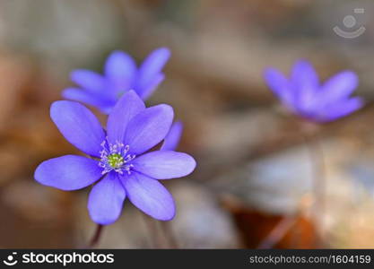 Spring flower. Beautiful purple plant in the forest. Colorful natural background.  Hepatica nobilis 