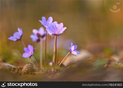 Spring flower. Beautiful purple plant in the forest. Colorful natural background.  Hepatica nobilis 